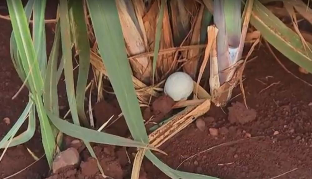 Cápsulas biodegradáveis são usadas no controle de pragas em Barra Bonita