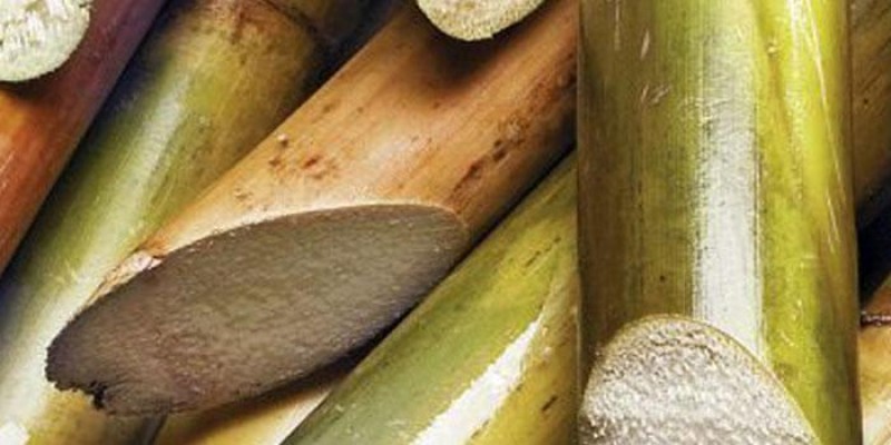 Produção de cana-de-açúcar pode crescer 0,7% em MG
