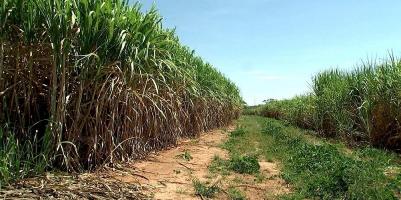Seca deve reduzir produtividade dos canaviais do Centro-Sul