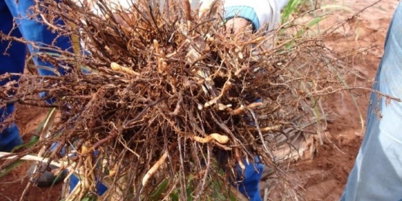 Nematoides estão presentes em mais de 70% dos canaviais