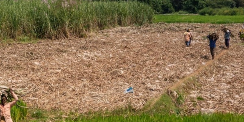 Crescimento agrícola da Índia pode ser o maior em três anos