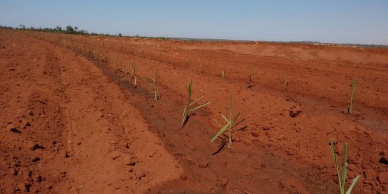 Grande parte do setor está plantando por Mitosi e não sabe