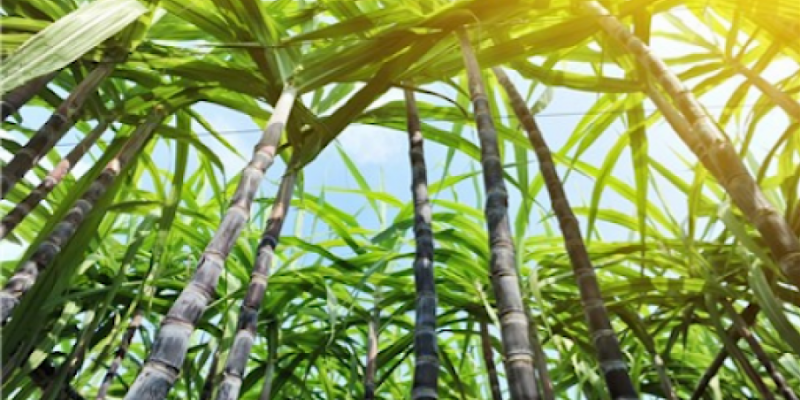 Na terra da cana, FS Bioenergia avança com etanol de milho e pode virar quarto maior produtor