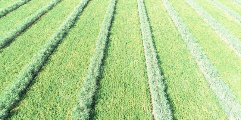 Plantação de grãos em meiosi de cana de açúca