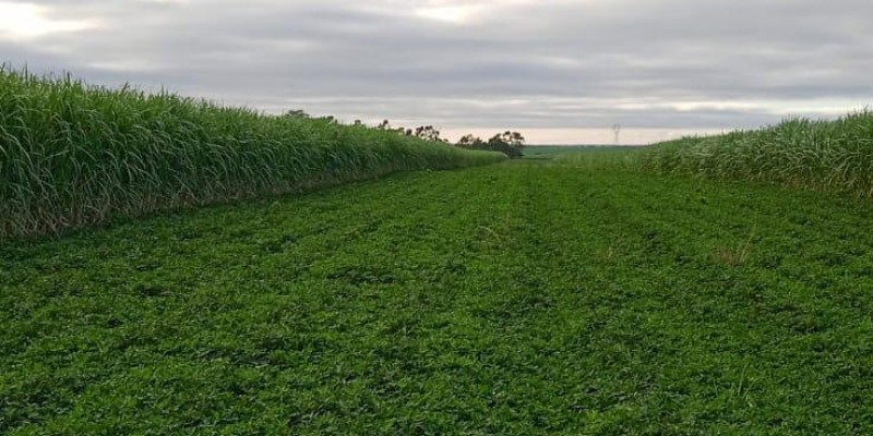 Plantação de grãos em meiosi na cana de açúcar