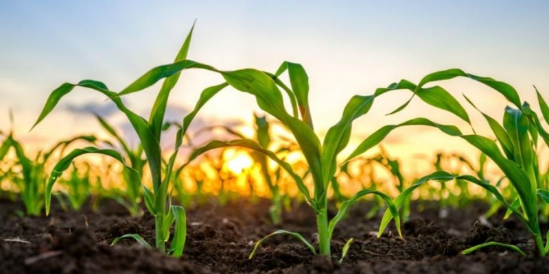 Os desafios futuros no agronegócio