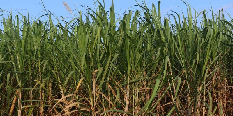 Produção de açúcar do Centro-Sul cai quase 5% na 2ª quinzena de agosto, indica governo