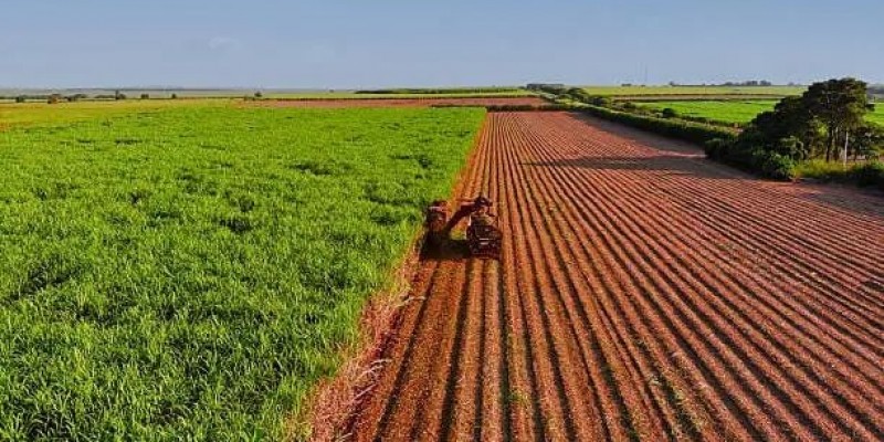 Mercado de açúcar: entre os desafios da oferta global e as oportunidades para o Brasil