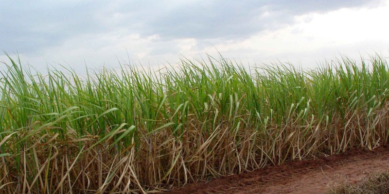 Produção de açúcar no Centro-Sul caiu 42,5% na 1ª quinzena de setembro, indica pesquisa