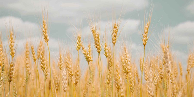 Be8 começa a receber trigo para nova planta de glúten e etanol no Rio Grande do Sul