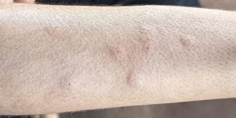 MPMS investiga possível relação entre usina de açúcar e etanol e infestação de moscas em Angélica