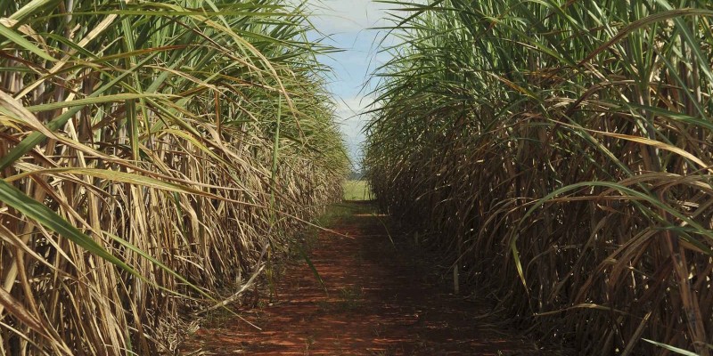 [Unica] Atualização da safra de cana-de-açúcar 2026/27 até agosto