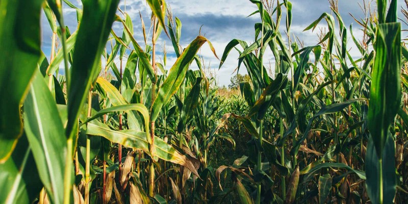 Etanol de milho levanta polêmica de uso da terra para biocombustível