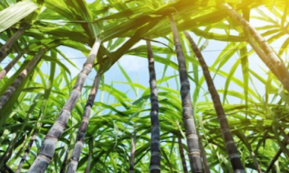 Na terra da cana, FS Bioenergia avança com etanol de milho e pode virar quarto maior produtor
