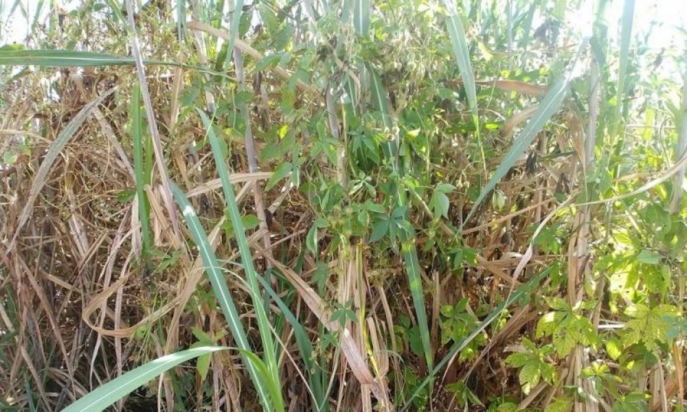 É preciso sair da zona de conforto para vencer a batalha contra as plantas daninhas que infestam os canaviais É preciso sair da zona de conforto para vencer a batalha contra as plantas daninhas que infestam os canaviais