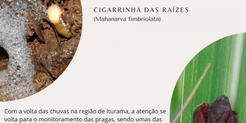 Cigarrinha das raízes  (Mahanarva fimbriolata)