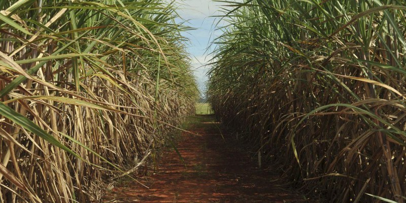Usinas do Brasil elevam capacidade de açúcar e 