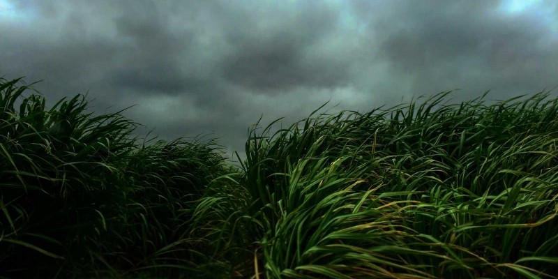 Super El Niño deve transformar excesso de açúcar em déficit no Brasil e na Ásia Super El Niño deve transformar excesso de açúcar em déficit no Brasil e na Ásia