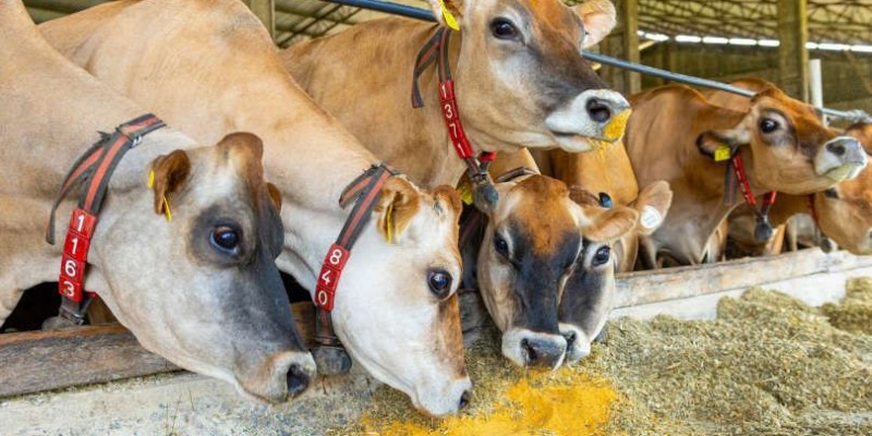 Argélia abre mercado para DDG brasileiro e amplia espaço para coproduto do etanol de milho Argélia abre mercado para DDG brasileiro e amplia espaço para coproduto do etanol de milho