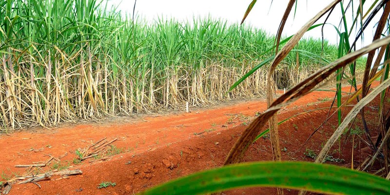 Pecege projeta moagem de 629,5 milhões de toneladas de cana no Centro-Sul, com 31,6 milhões de toneladas bisad Pecege projeta moagem de 629,5 milhões de toneladas de cana no Centro-Sul, com 31,6 milhões de toneladas bisad