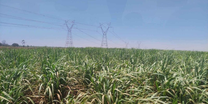 Emissões da agropecuária ficam estáveis em 2025, aponta Imaflora Emissões da agropecuária ficam estáveis em 2025, aponta Imaflora
