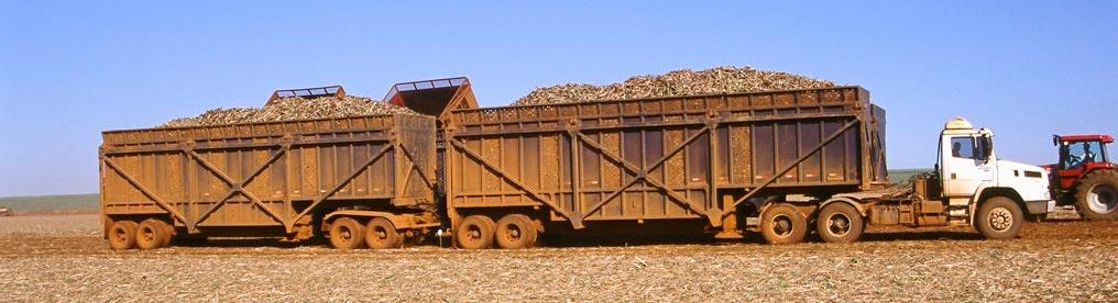 Transporte e Logística corresponde a 30% do custo de produção da cana