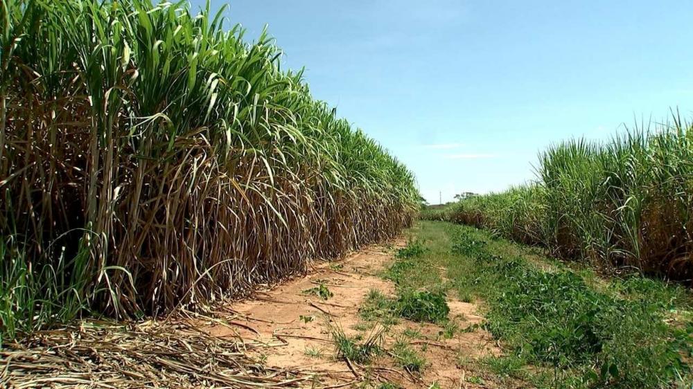 Seca deve reduzir produtividade dos canaviais do Centro-Sul Seca deve reduzir produtividade dos canaviais do Centro-Sul