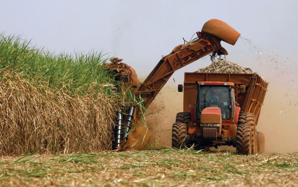 Pesquisadores avaliam eficiência do adubo verde em pré-cultivo Pesquisadores avaliam eficiência do adubo verde em pré-cultivo