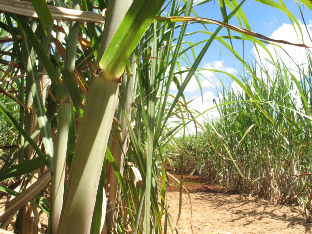 EUA concluem que açúcar de cana transgênica é seguro para consumo, diz CTC EUA concluem que açúcar de cana transgênica é seguro para consumo, diz CTC