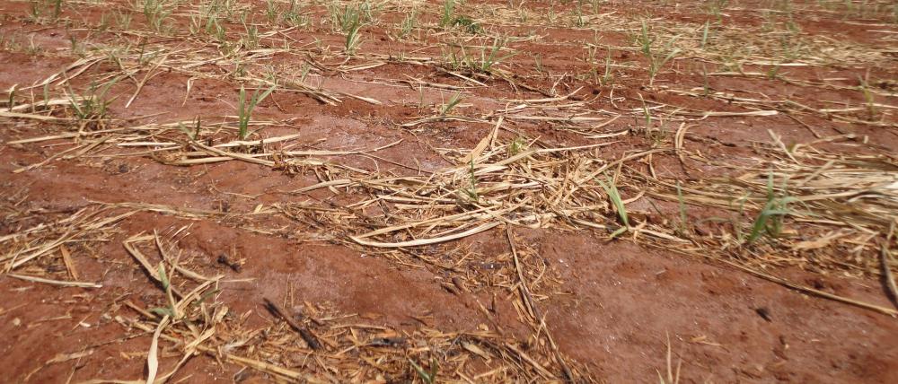 Canavial velho não é problema, o problema é se tiver baixa produtividade Canavial velho não é problema, o problema é se tiver baixa produtividade