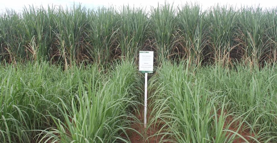 Syngenta apresenta canavial formado com Plene Emerald, as sementes artificiais de cana. O plantio será semelhante ao de grãos Syngenta apresenta canavial formado com Plene Emerald, as sementes artificiais de cana. O plantio será semelhante ao de grãos