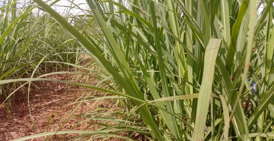 Arroz com feijão bem-feito turbina canaviais do triângulo mineiro Arroz com feijão bem-feito turbina canaviais do triângulo mineiro