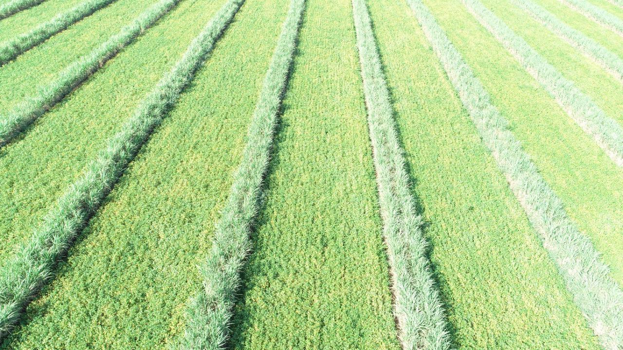 Plantação de grãos em meiosi de cana de açúca