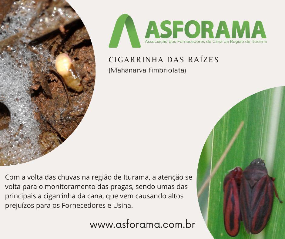 Cigarrinha das raízes  (Mahanarva fimbriolata)