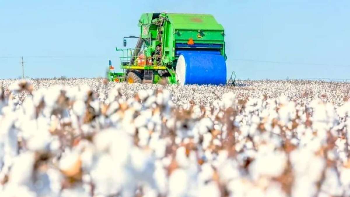 Mercado de algodão perde ritmo com baixa demanda por novos negócios