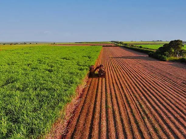 Mercado de açúcar: entre os desafios da oferta global e as oportunidades para o Brasil