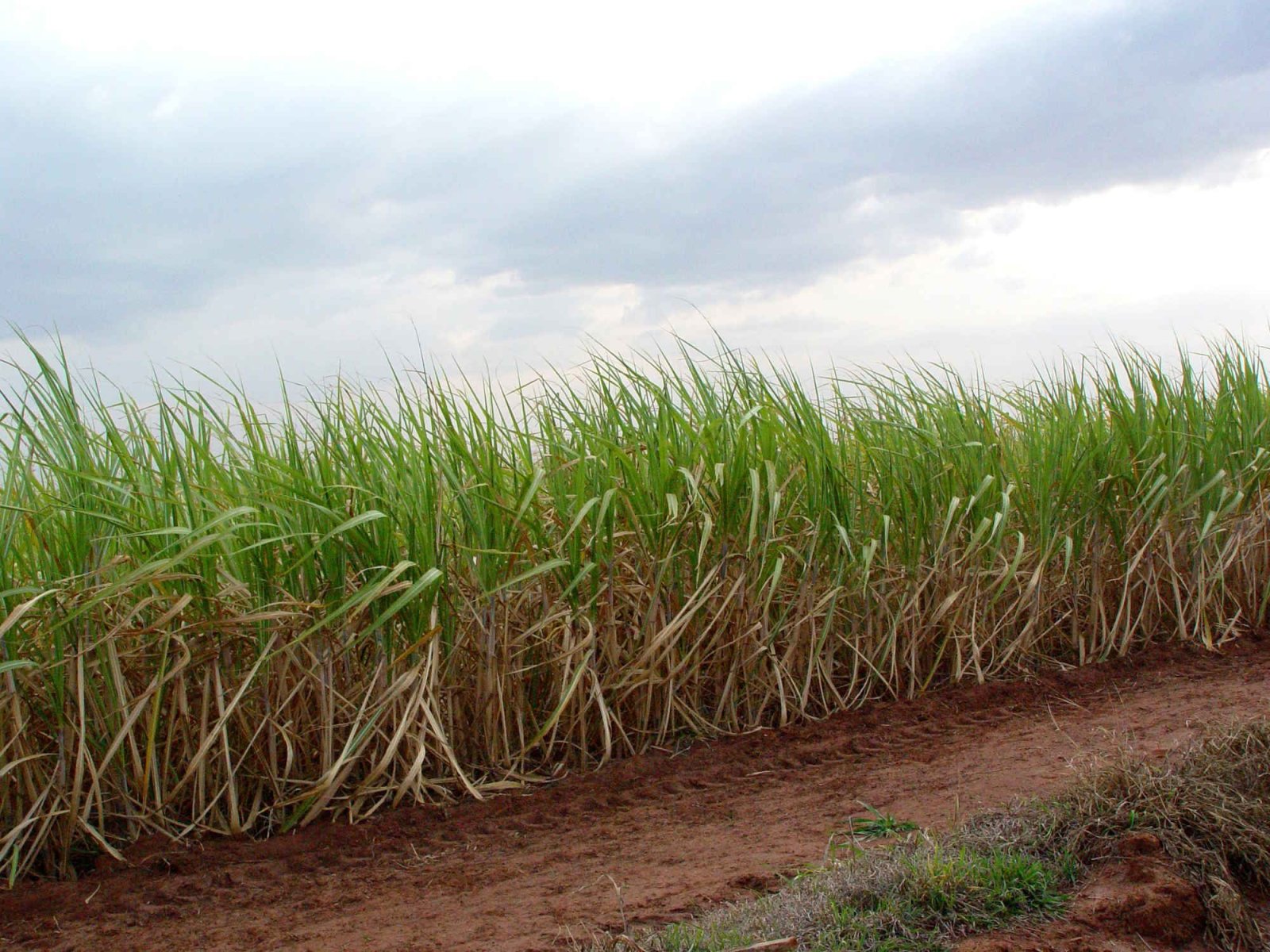 Produção de açúcar no Centro-Sul caiu 42,5% na 1ª quinzena de setembro, indica pesquisa