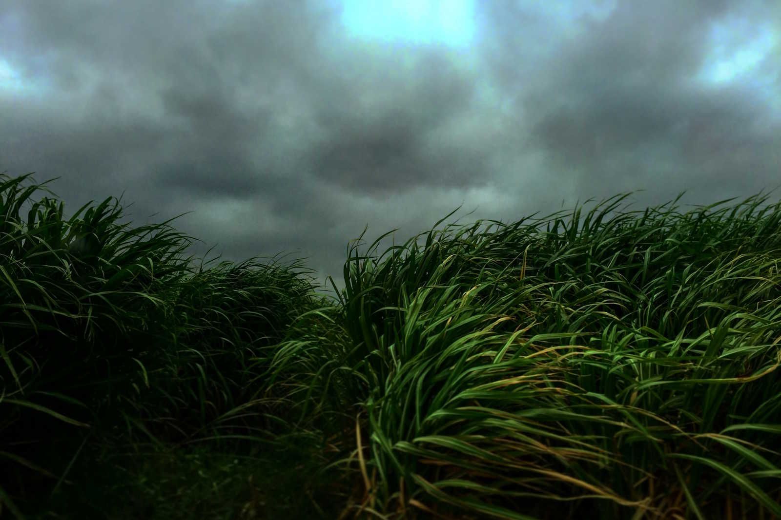 Super El Niño deve transformar excesso de açúcar em déficit no Brasil e na Ásia