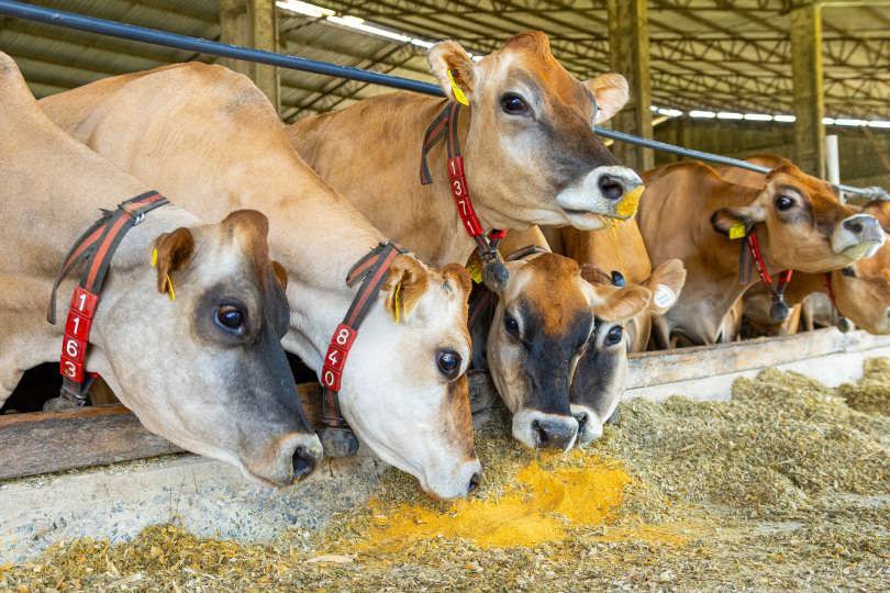 Argélia abre mercado para DDG brasileiro e amplia espaço para coproduto do etanol de milho
