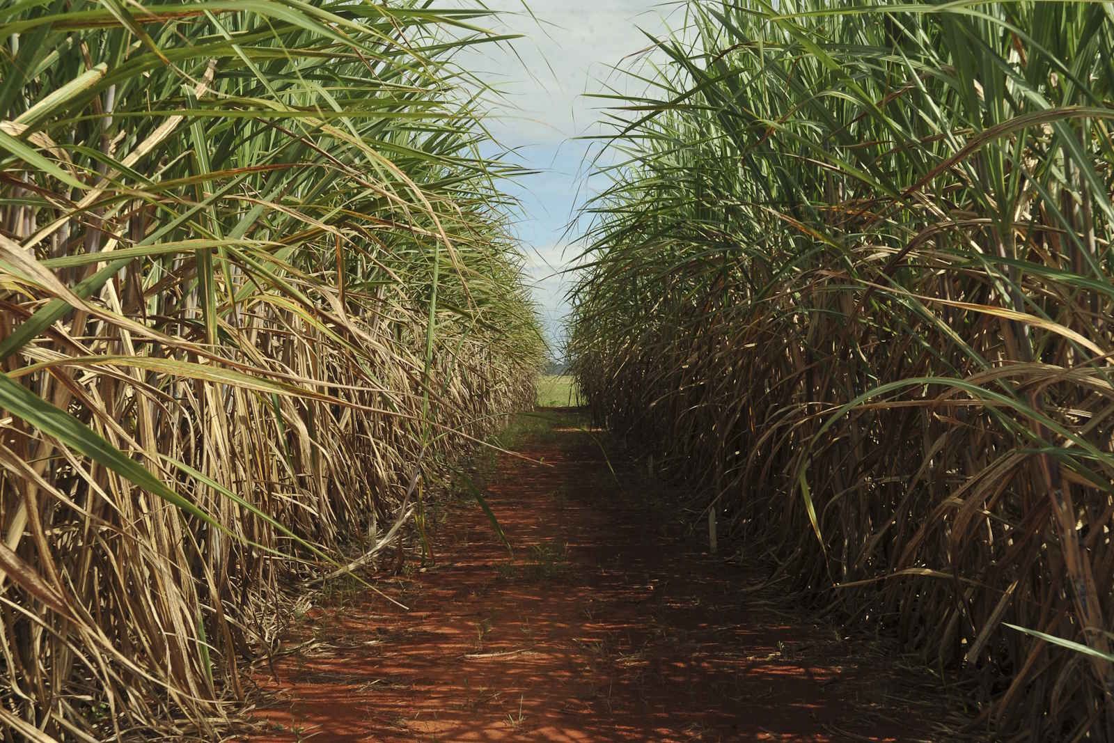 [Unica] Atualização da safra de cana-de-açúcar 2026/27 até agosto