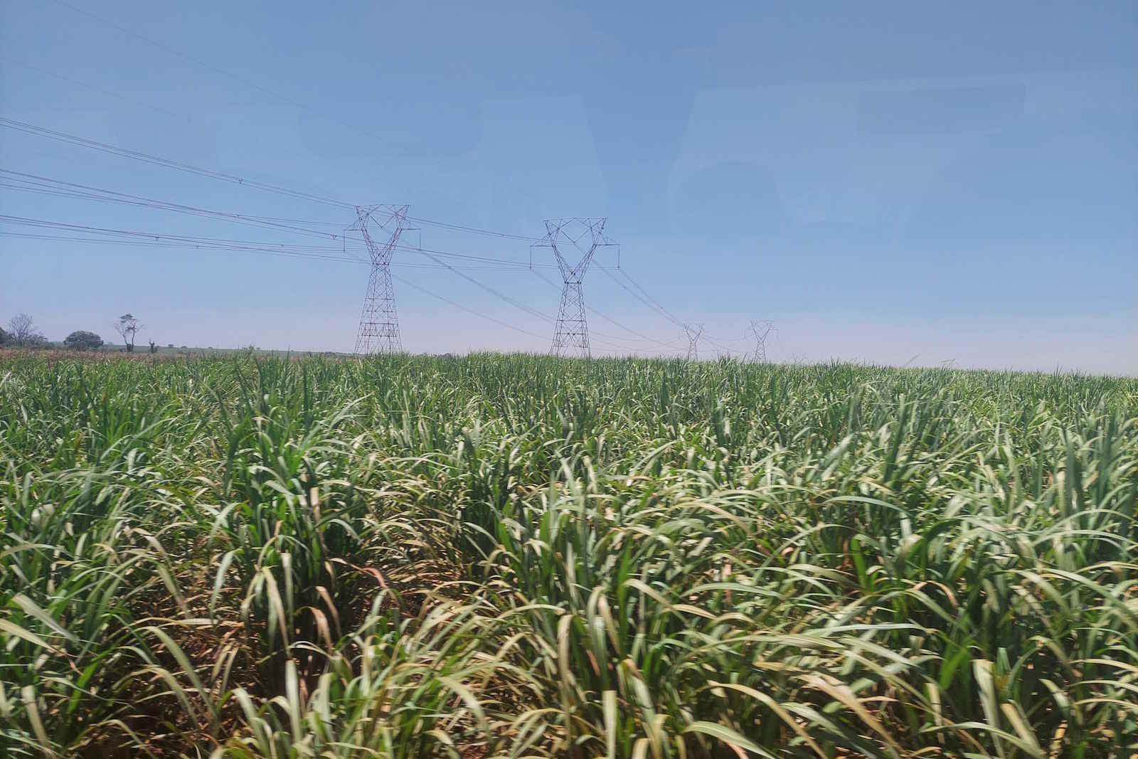 Emissões da agropecuária ficam estáveis em 2025, aponta Imaflora