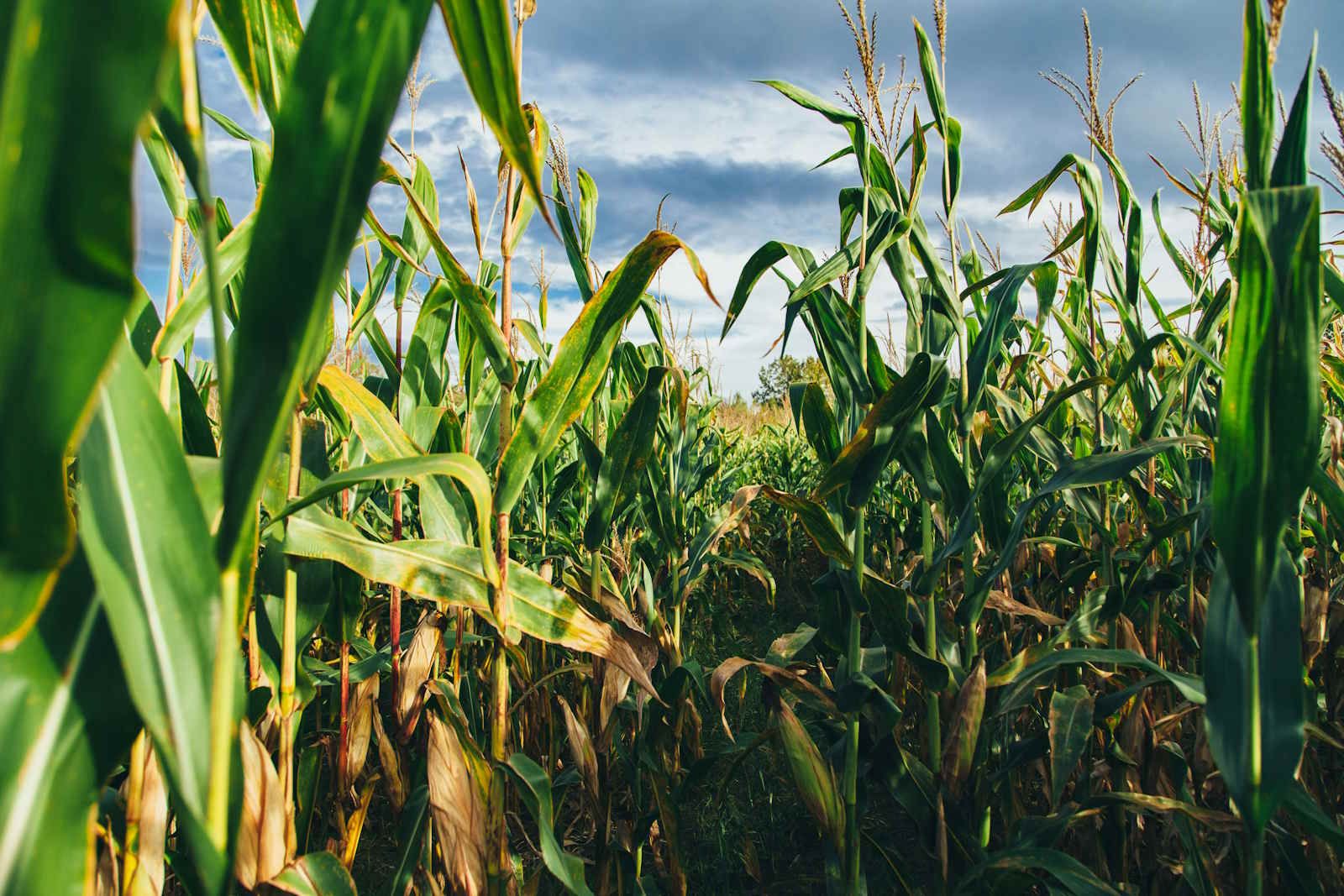 Etanol de milho levanta polêmica de uso da terra para biocombustível
